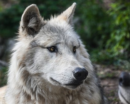 wolfy